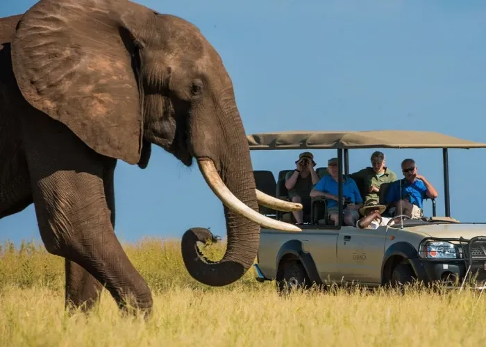 Day Safari