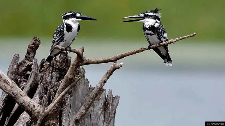 Bird Watching