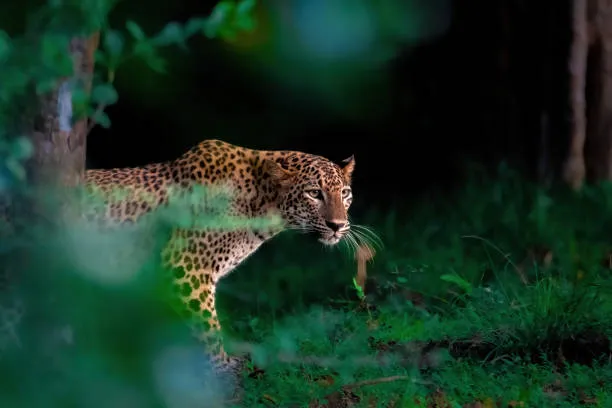 Wildlife Stills